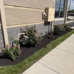 HDL Property Services shrub trimming